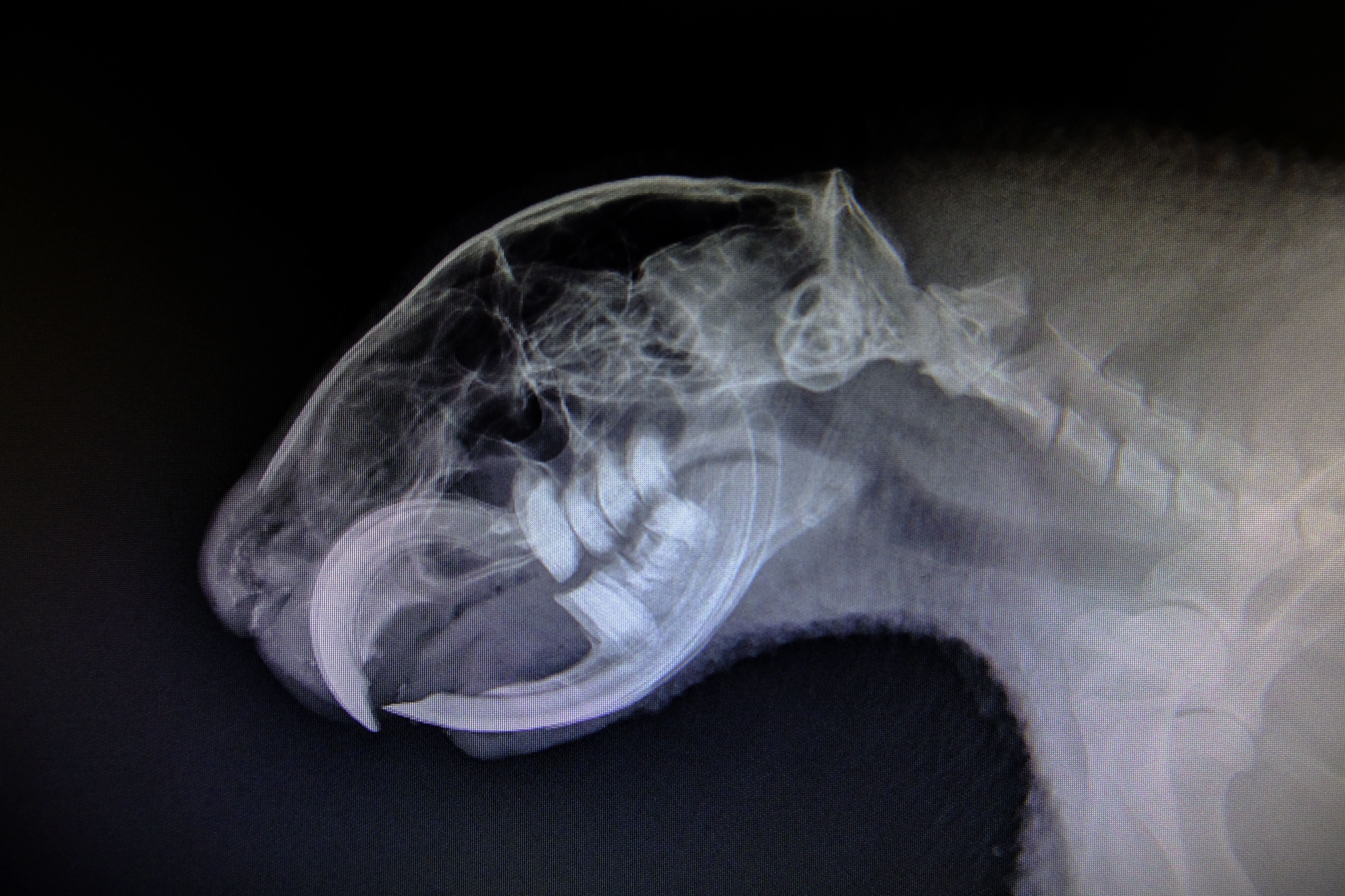 Veterinary dental X-ray imaging of a pet's teeth
